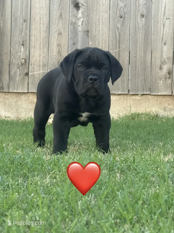 Red Male – Cane Corso puppy for sale in Woodward, OK