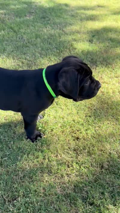 Green Male, a male Cane Corso for sale in Woodward, OK – 9 of 9