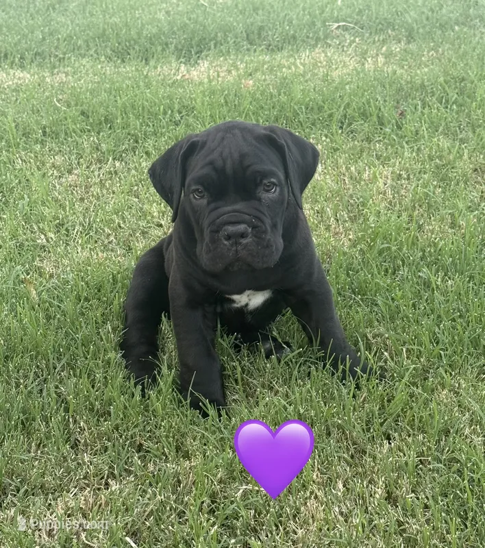Purple Female – Cane Corso puppy on hold in Woodward, OK