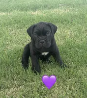 Purple Female, a female Cane Corso for sale in Woodward, OK – 2 of 8