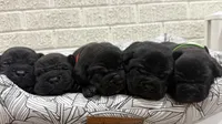 Green Male, a male Cane Corso for sale in Woodward, OK – 8 of 9