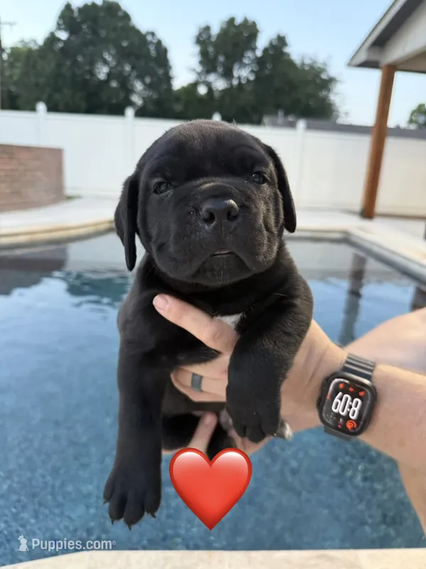 Red Male – Cane Corso puppy for sale in Woodward, OK