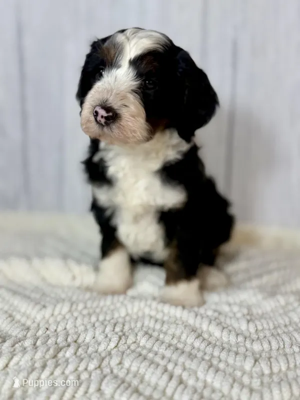 Bowser – Miniature Aussiedoodle puppy for sale in Norcross, GA