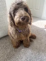 Bella, a female Australian Labradoodle for sale in Ypsilanti, MI – 2 of 3