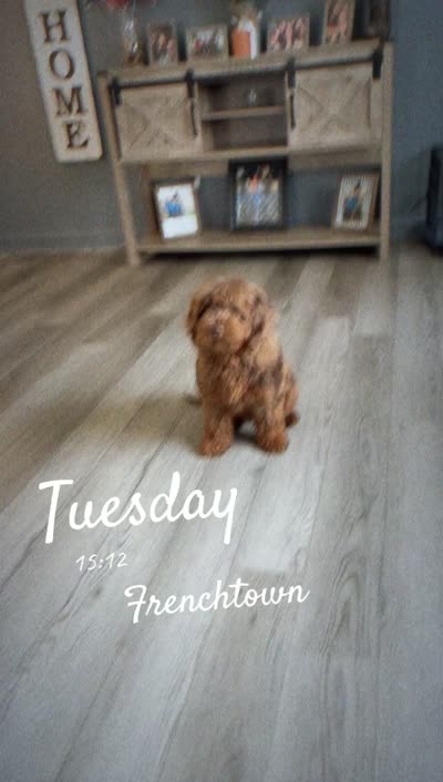 Baby, a female Australian Labradoodle for sale in Ypsilanti, MI – 4 of 4