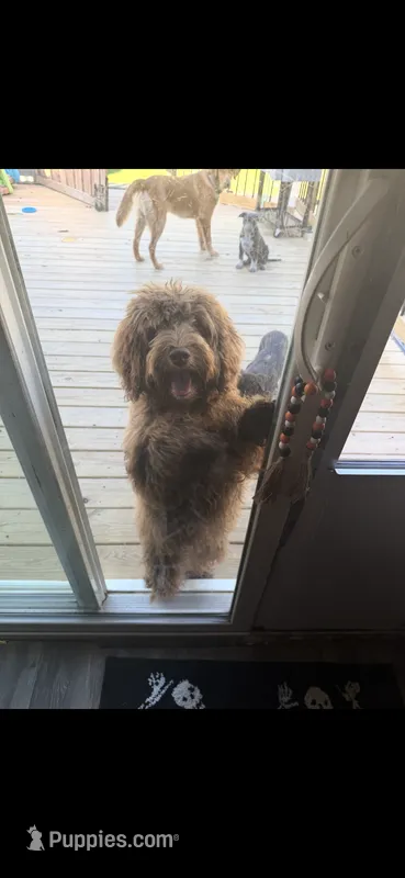 Bella – Australian Labradoodle puppy for sale in Ypsilanti, MI