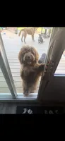 Bella, a female Australian Labradoodle for sale in Ypsilanti, MI – 1 of 3
