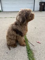 Baby, a female Australian Labradoodle for sale in Ypsilanti, MI – 2 of 4