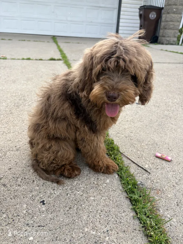 Baby – Australian Labradoodle puppy for sale in Ypsilanti, MI