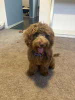 Bella, a female Australian Labradoodle for sale in Ypsilanti, MI – 3 of 3