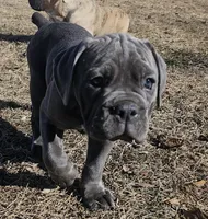 Zena , a female Olde English Bulldogge for sale in Thomson, IL – Photo 1 of 6