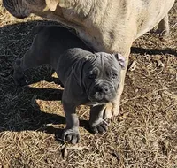 Zena , a female Olde English Bulldogge for sale in Thomson, IL – Photo 2 of 6
