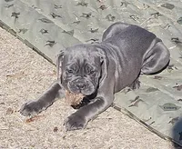 Zena , a female Olde English Bulldogge for sale in Thomson, IL – Photo 3 of 6