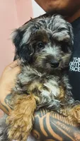 Stella, a female Miniature Aussiedoodle for sale in Aurora, IL – 2 of 3