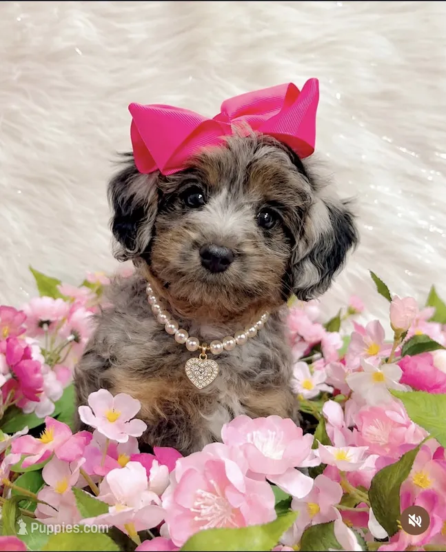 Stella – Miniature Aussiedoodle puppy for sale in Aurora, IL