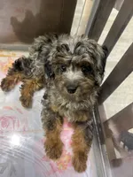 Stella, a female Miniature Aussiedoodle for sale in Aurora, IL – 3 of 3