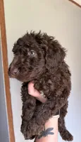 Dark Blue, a male Labradoodle for sale in Whiteville, NC – 2 of 3