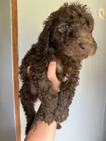 Dark Blue, a male Labradoodle for sale in Whiteville, NC – 3 of 3