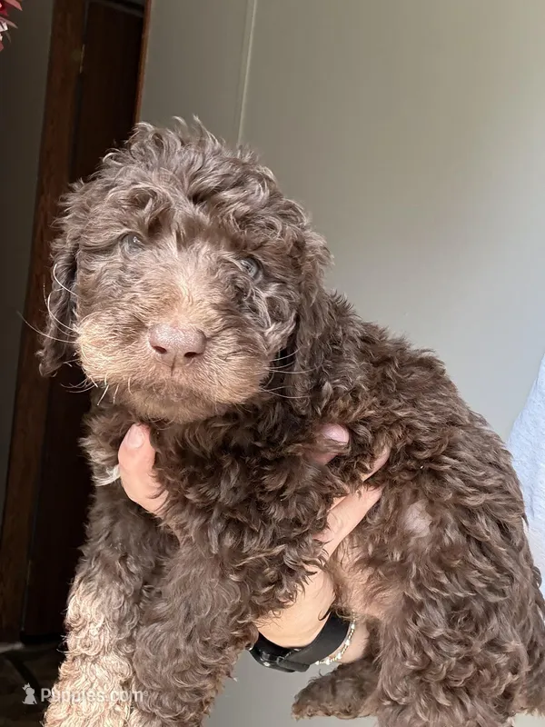 Dark Blue – Labradoodle puppy for sale in Whiteville, NC