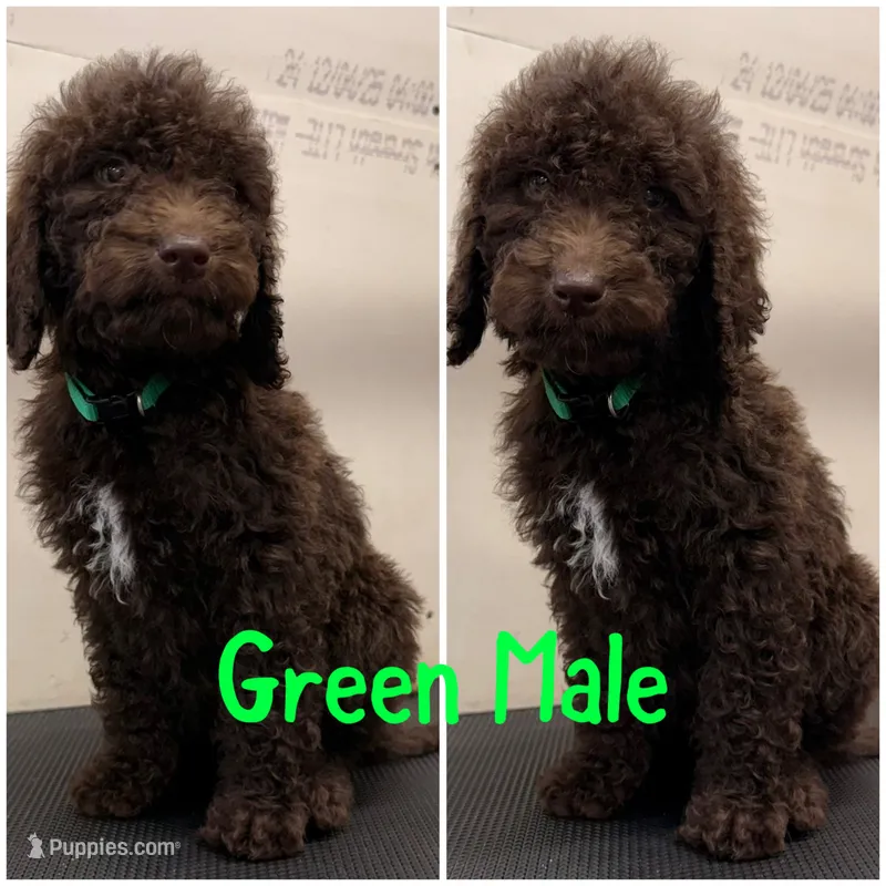 Dark Green – Labradoodle puppy for sale in Whiteville, NC