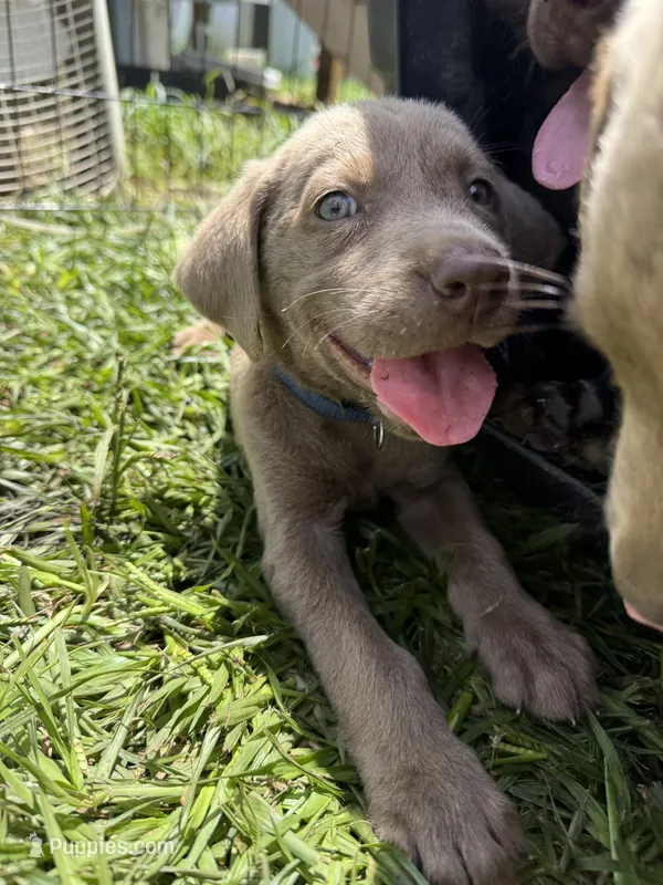 Blue – Labrador Retriever puppy for sale in Whiteville, NC