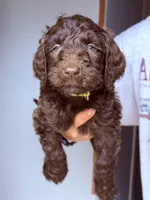 Yellow, a female Labradoodle for sale in Whiteville, NC – 1 of 2