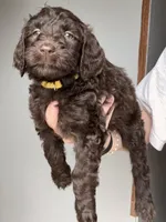 Yellow, a female Labradoodle for sale in Whiteville, NC – 2 of 2