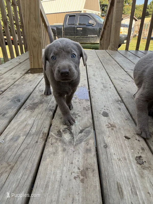 Purple – Labrador Retriever puppy for sale in Whiteville, NC