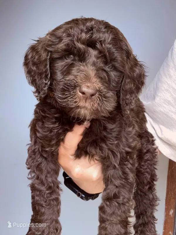 Orange – Labradoodle puppy for sale in Whiteville, NC