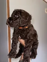 Orange, a male Labradoodle for sale in Whiteville, NC – 2 of 2