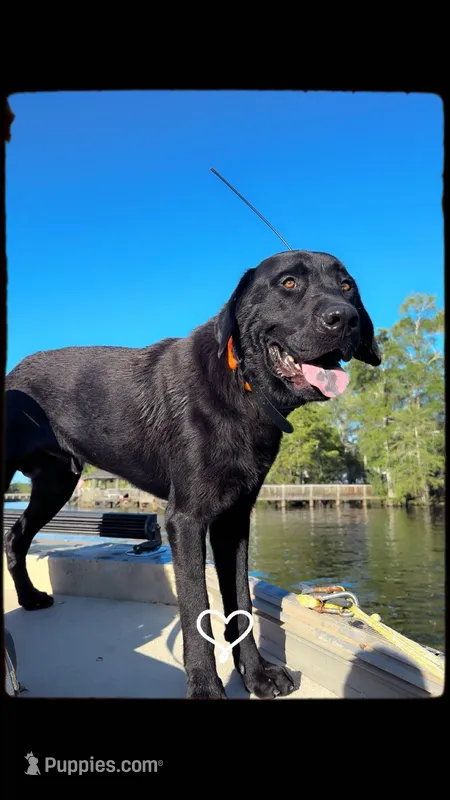 Axel – Labrador Retriever puppy for sale in Whiteville, NC