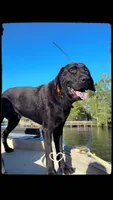 Axel, a male Labrador Retriever for sale in Whiteville, NC – Photo 1 of 4
