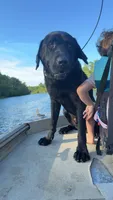 Axel, a male Labrador Retriever for sale in Whiteville, NC – Photo 3 of 4