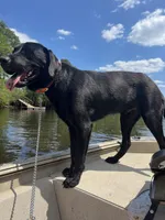 Axel, a male Labrador Retriever for sale in Whiteville, NC – Photo 4 of 4