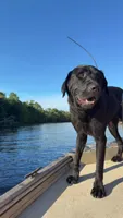 Axel, a male Labrador Retriever for sale in Whiteville, NC – Photo 2 of 4