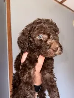 Light Green, a male Labradoodle for sale in Whiteville, NC – 2 of 2