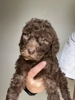 Light Green, a male Labradoodle for sale in Whiteville, NC – 1 of 2