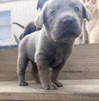Pink, a female Labrador Retriever for sale in Whiteville, NC – 2 of 2