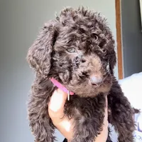 Hot Pink, a female Labradoodle for sale in Whiteville, NC – 1 of 1