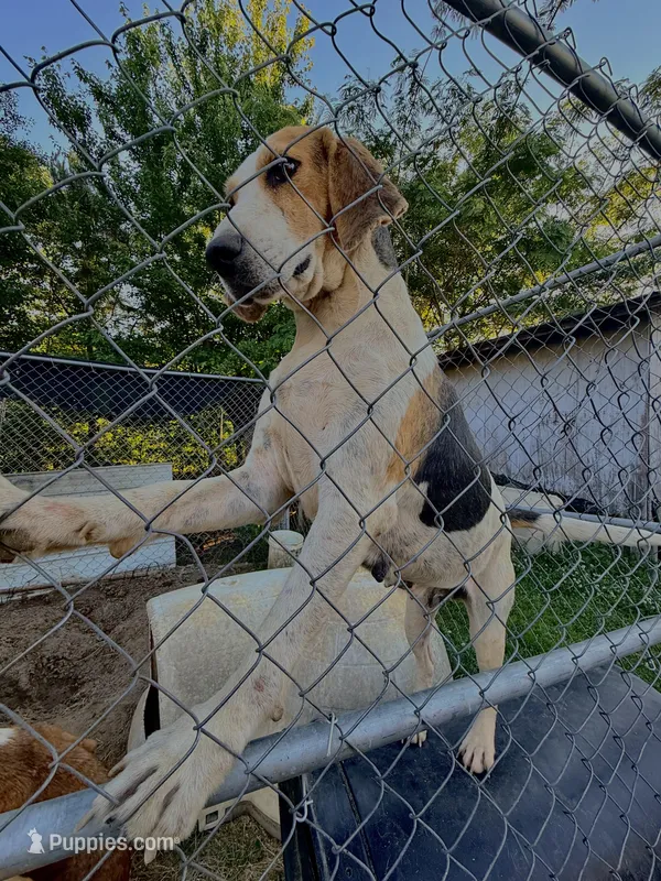 Maddie – Treeing Walker Coonhound puppy for sale in Whiteville, NC