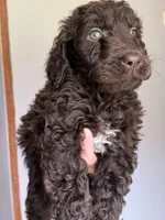 Purple, a female Labradoodle for sale in Whiteville, NC – 2 of 2