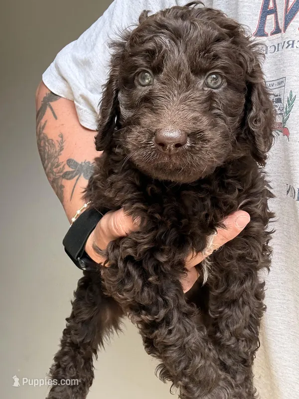 Purple – Labradoodle puppy for sale in Whiteville, NC