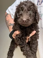 Purple, a female Labradoodle for sale in Whiteville, NC – 1 of 2