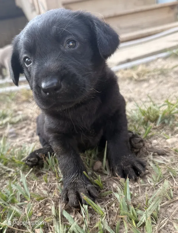 Yellow – Labrador Retriever puppy for sale in Whiteville, NC