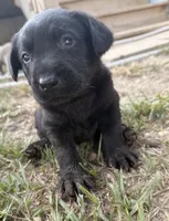 Yellow, a female Labrador Retriever for sale in Whiteville, NC – 1 of 2