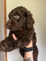 Red, a male Labradoodle for sale in Whiteville, NC – 2 of 2