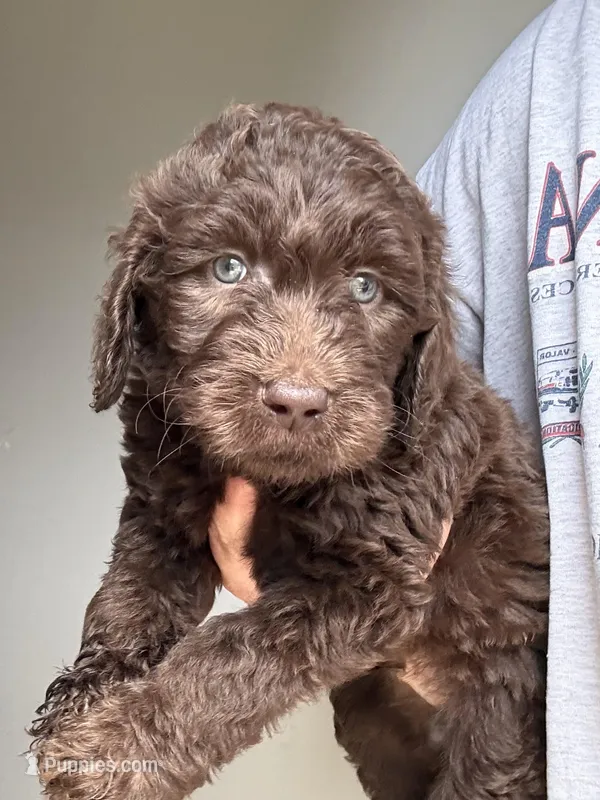 Red – Labradoodle puppy for sale in Whiteville, NC