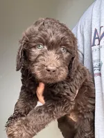 Red, a male Labradoodle for sale in Whiteville, NC – 1 of 2