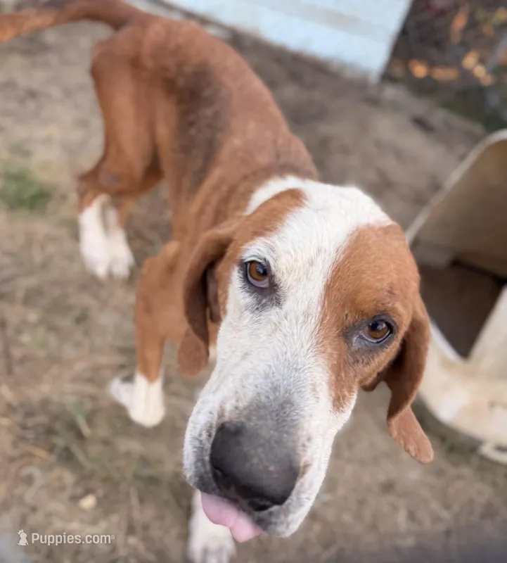 Lucy – Treeing Walker Coonhound puppy for sale in Whiteville, NC