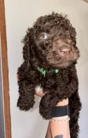 Dark Green, a male Labradoodle for sale in Whiteville, NC – 2 of 2